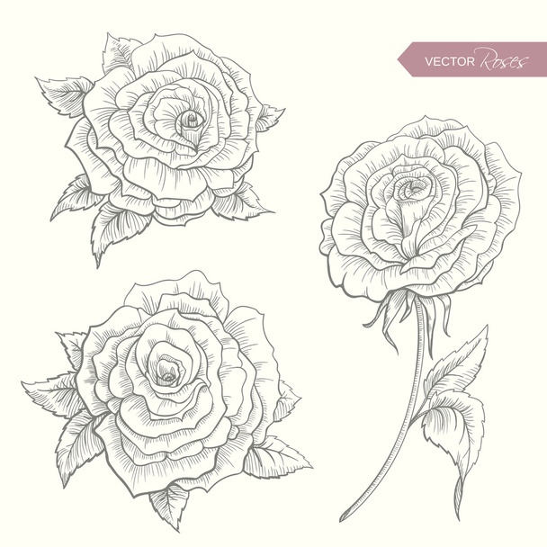 Hand Drawn Roses - Вектор, зображення