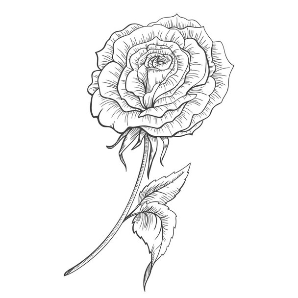 Ručně kreslená růže - Vektor, obrázek
