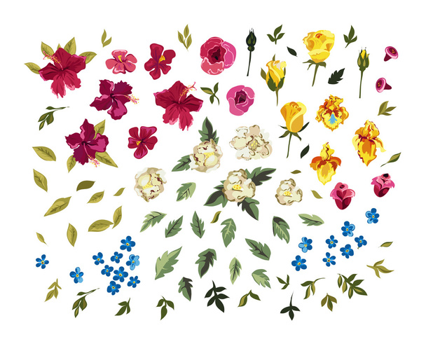 Coleção floral colorida
 - Vetor, Imagem