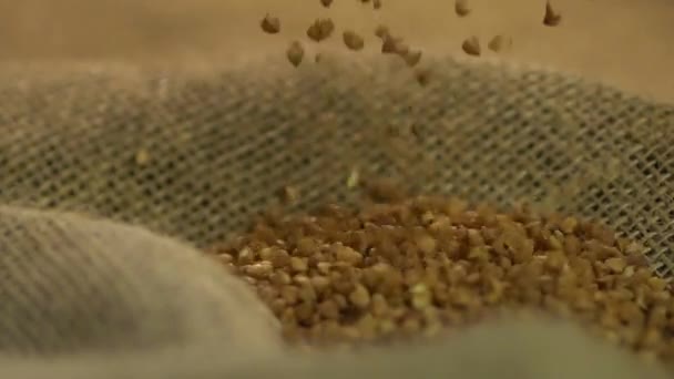 Good quality brown buckwheat - Video, Çekim