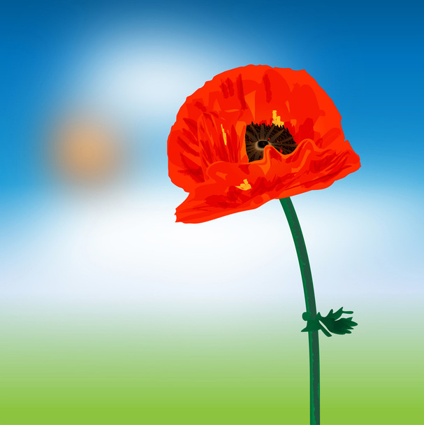 graficzny ilustracja kwiat maku - Wektor, obraz