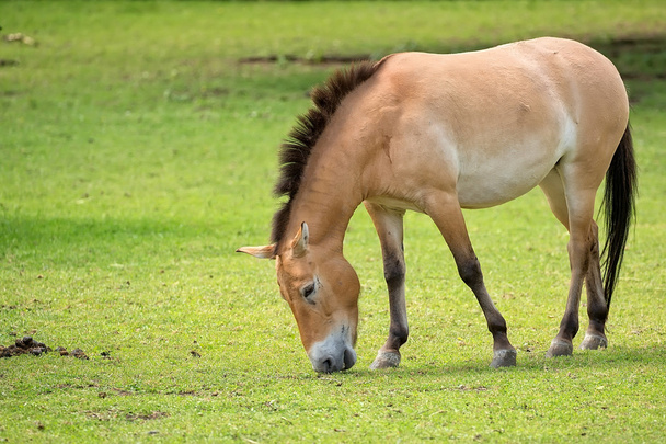 Przewalskin hevonen aukiolla
 - Valokuva, kuva