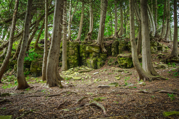 Cedar bos In het noorden van Michigan - Foto, afbeelding