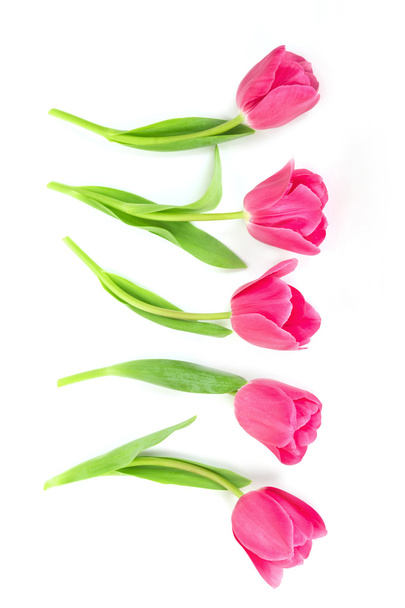 Spring Tulips, isolated - Φωτογραφία, εικόνα
