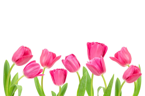 Spring Tulips, isolated - Foto, Imagem