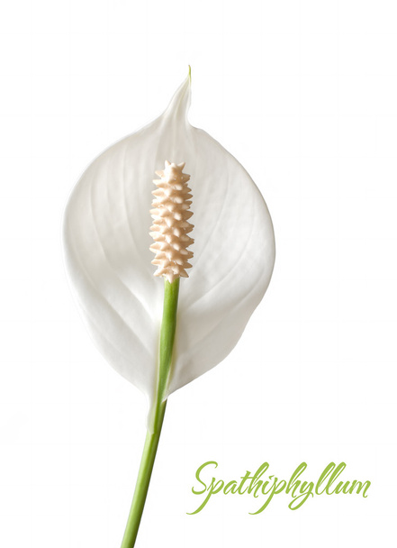 Spathiphyllum isolated on a white background - Foto, imagen