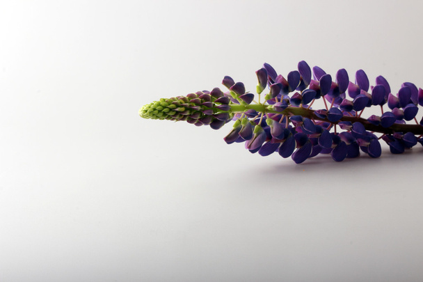 fiore fiore viola lupino Lupinus
 - Foto, immagini