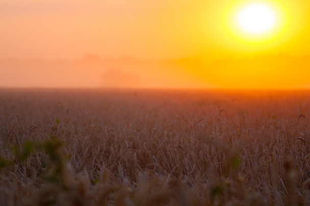 Sol sobre combinar colheita de trigo e reboque de enchimento no campo f
 - Foto, Imagem
