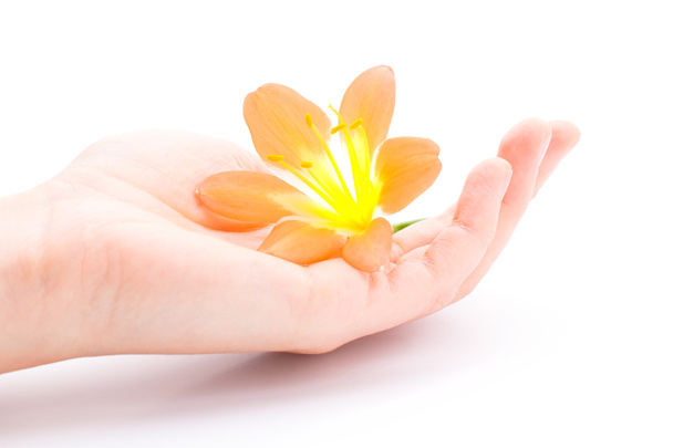 Blume aus clivia amaryllis zur Hand. - Foto, Bild