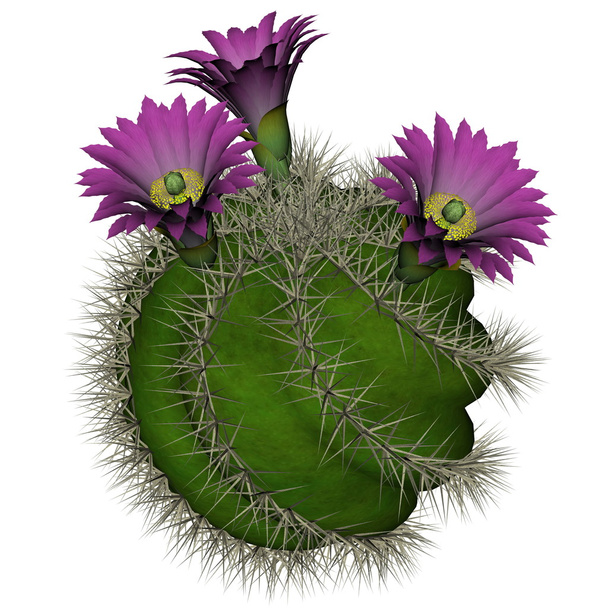 Kaktus z kwiatów - 3d render - Zdjęcie, obraz