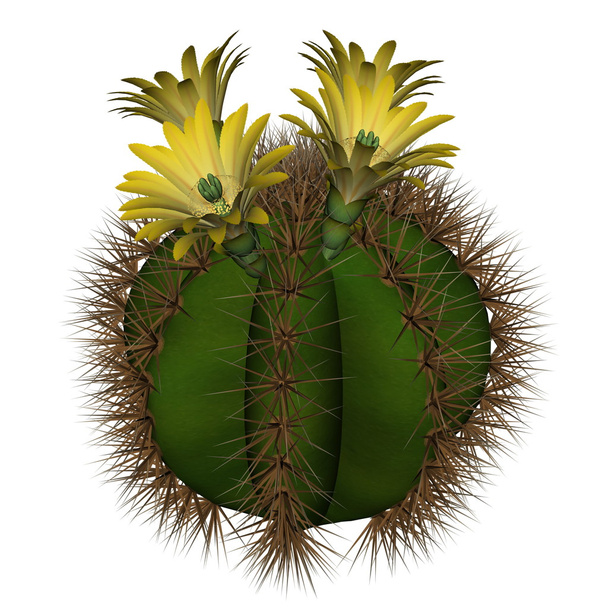 Cactus with flowers - 3D render - Photo, Image