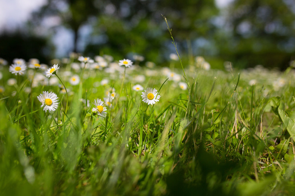 scène d'été avec marguerite et herbe
 - Photo, image