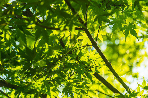 Green maple leaves, Japan - Foto, Imagem