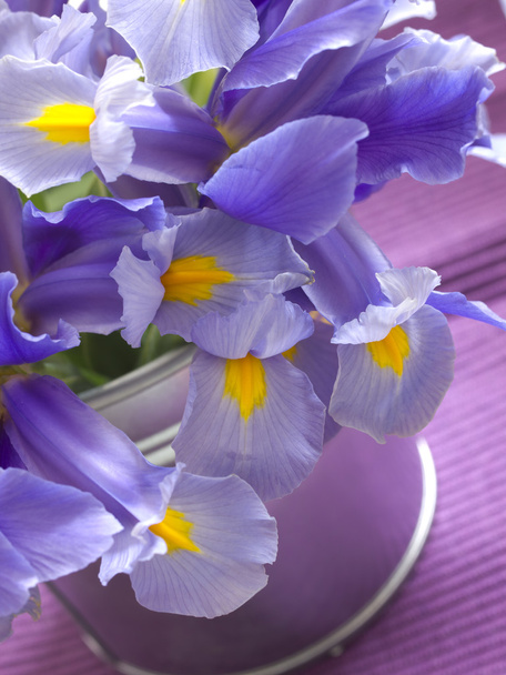 Flores da íris
 - Foto, Imagem