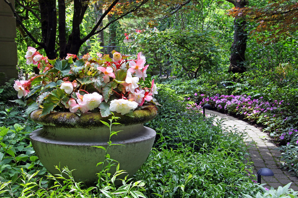 Μπιγκόνια κτηματίας στο όμορφο κήπο - Φωτογραφία, εικόνα