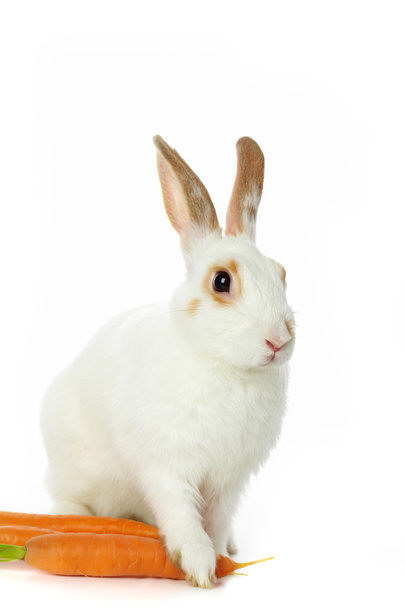 Bunny with carrots - Фото, зображення