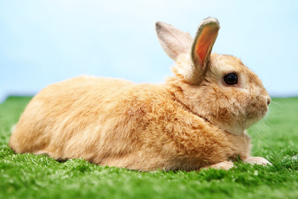 Fluffy bunny - Photo, Image