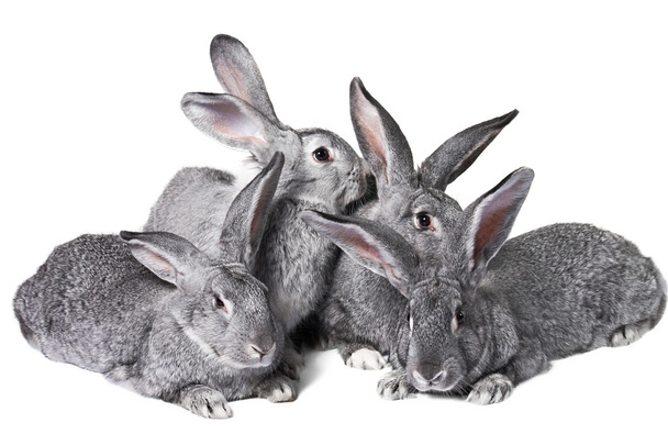 Skupina králíků - Fotografie, Obrázek
