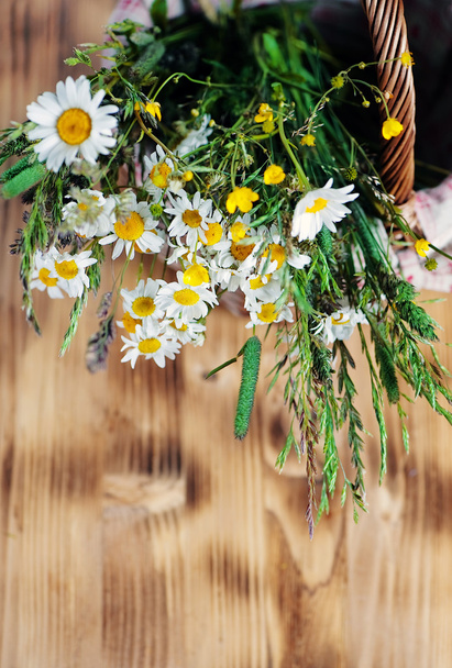 Herbs and camomile in the basket - 写真・画像