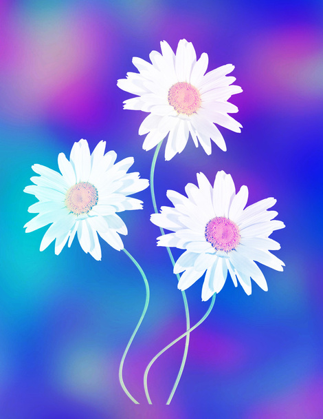 Colorful beautiful spring white daisy flowers. Wildflowers. - Photo, Image
