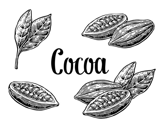Leaves and fruits of cocoa beans.  - Вектор,изображение