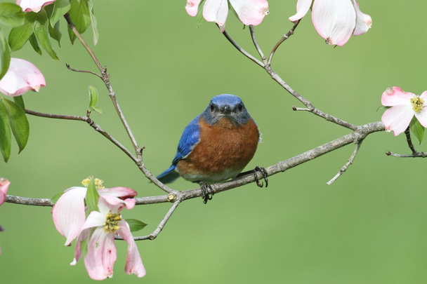 Bluebird oriental
 - Foto, imagen