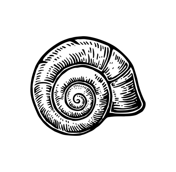 Sea shell nautilus. Black engraving vintage illustration. Isolated on white background. - Vector, afbeelding