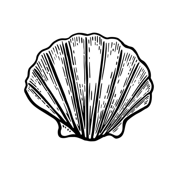Sea shell Scallop. Black engraving vintage illustration. Isolated on white background. - Vecteur, image