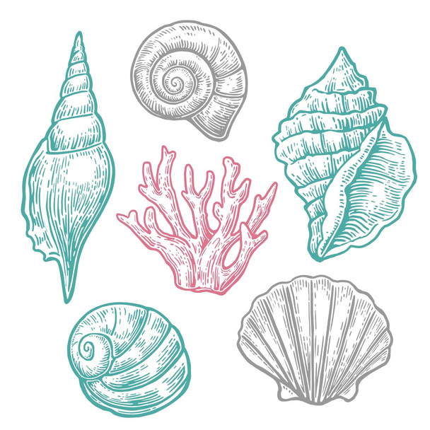 Sea shell. Set engraving vintage illustrations. Isolated on  white background - Vector, Image