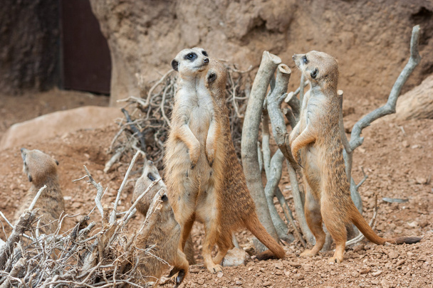 Family of Meerkats standing alert in the desert   environment - Photo, Image