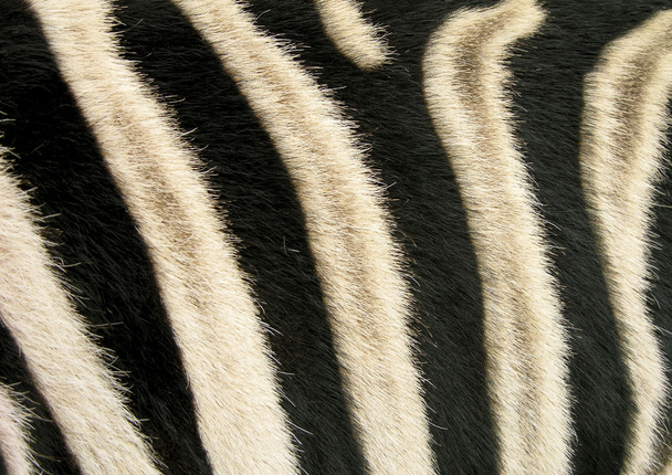 черно-белые полосы зебры - Фото, изображение