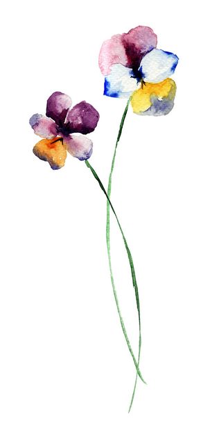Pansy flowers, watercolor illustration - Φωτογραφία, εικόνα