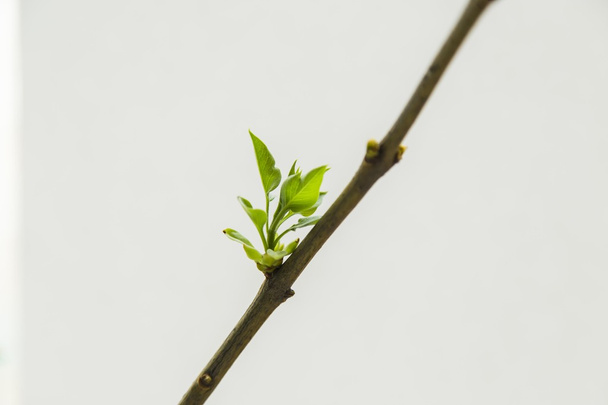 Tree branches with first new leaves - Fotó, kép