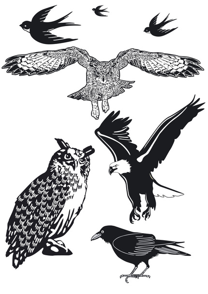 Búho, Golondrina, Cuervo
 - Vector, imagen