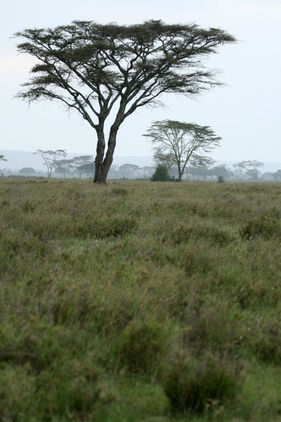 Serengeti Safari, Tanzania, África
 - Foto, imagen