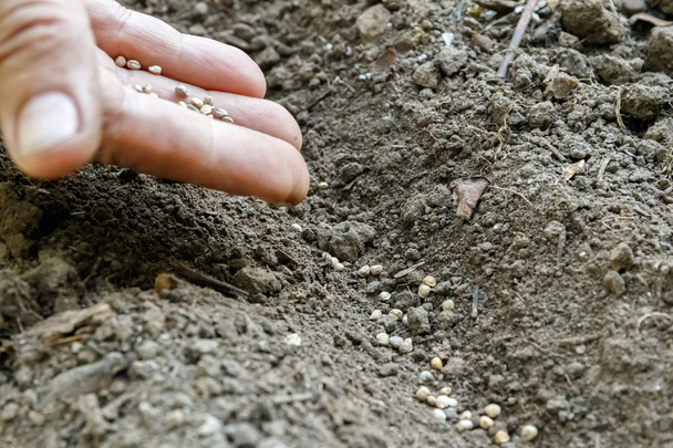Havuç tohum Ekim bir kadın eli - Fotoğraf, Görsel