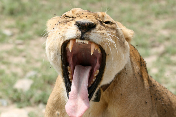 Löwenweibchen - Serengeti Safari, Tansania, Afrika - Foto, Bild