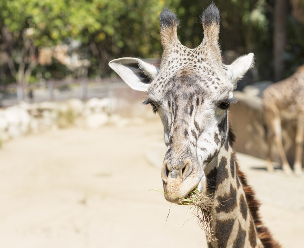 Giraffe chewing grass. - Fotoğraf, Görsel