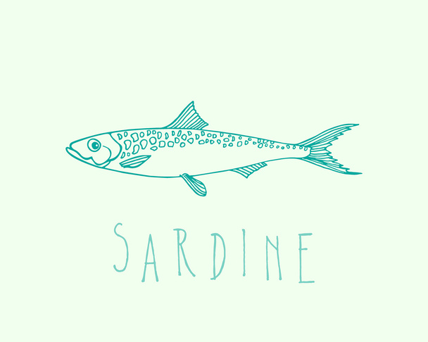 Handgezeichnete Sardine - Vektor, Bild