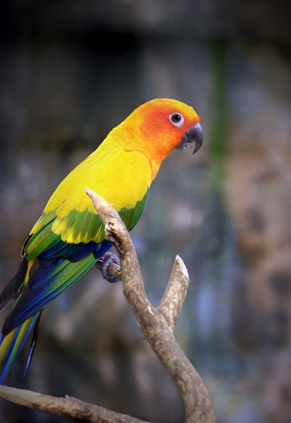 Beautiful Sun Parakeet bird perching on a branch - Photo, Image