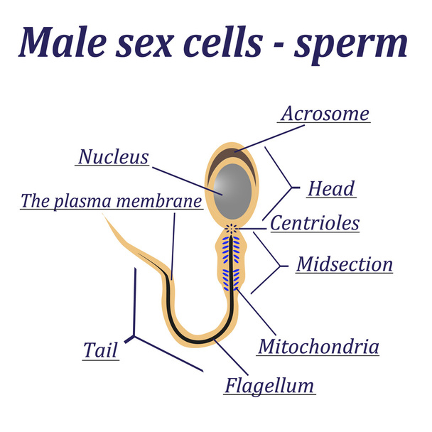 Diagram of the male sex cells - sperm - Vector, Image