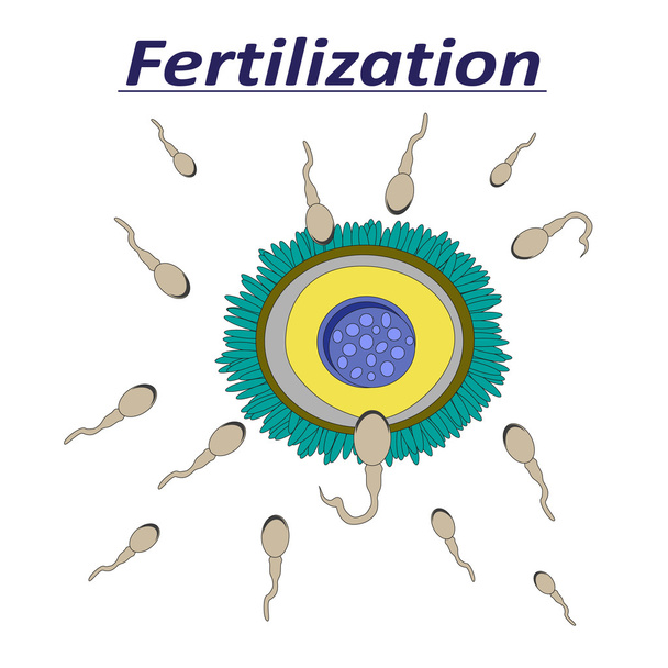 Illustration d'un spermatozoïde femelle fécondant des ovules
 - Vecteur, image