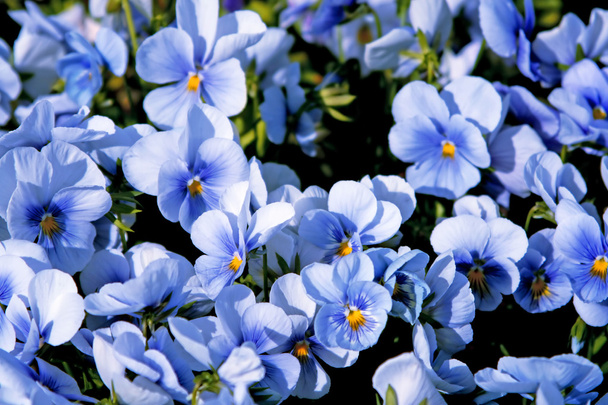 prachtige violette bloemen achtergrond - Foto, afbeelding