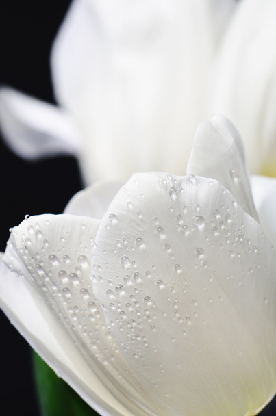 bloem hoofd van witte tulp met water druppels in het boeket op een  - Foto, afbeelding