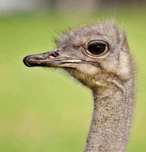 Retrato de avestruz 3
 - Foto, Imagem