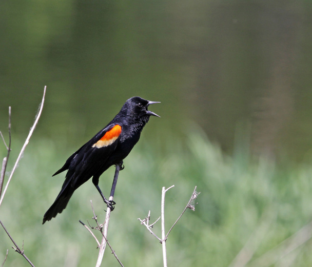 Red-winged Blackbird Screeching - Photo, Image