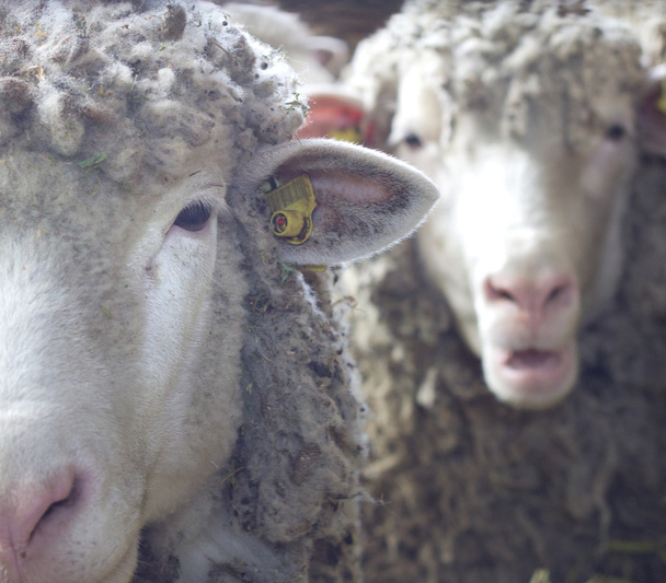 Two sheep looking at camera - Photo, Image