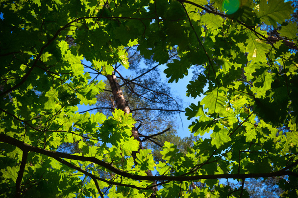 Góry zielone drzewa w lesie, niebieskie niebo i słońce belki świecące przez liści. Widok z dołu. - Zdjęcie, obraz