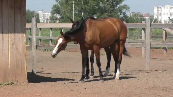 cavallo in fattoria - Filmati, video