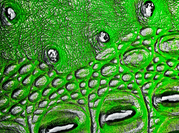 Green alligator skin texture for background - Foto, afbeelding